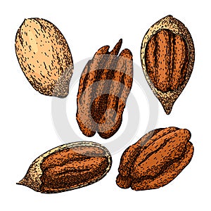 pecan nut set sketch hand drawn vector