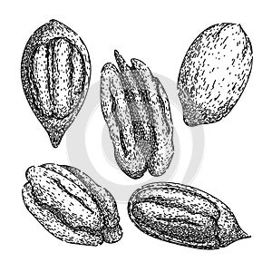 pecan nut set sketch hand drawn vector