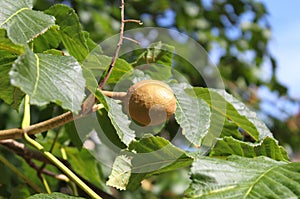 Pecan nut on the tree