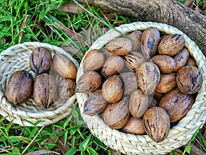 Pecan nuts