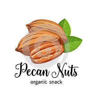 Pecan nuts in cartoon style