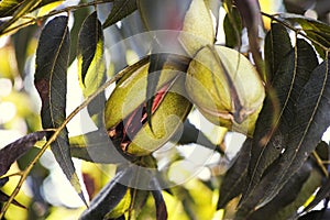 Pecan nuts growing on tree