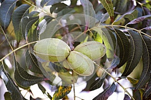 Pecan nuts growing on tree