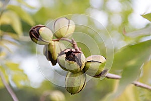 Pecan nuts grown in the organic garden