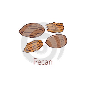 Pecan nuts Hand drawn