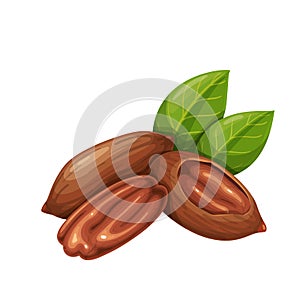 Pecan nuts with leafs