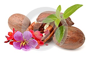 Pecan nuts and leaves.