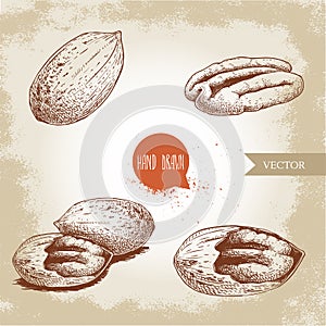 Pecan nuts set. Peeled core and whole shell composition. Hand drawn sketch style vector collection. Organic exotic food illustrati