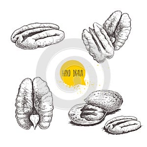 Pecan nuts set. Peeled core and whole shell. Hand drawn sketch style vector collection. Organic exotic food illustrations