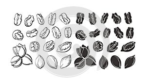 Pecan nuts set. Vector shape, art sketch. Bio food