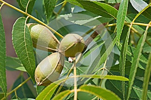 PECAN NUTS ON A TREE IN A GARDEN