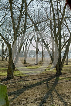 Pecan orchard