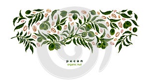 Pecan plant, grain. Green plantation Vector sketch