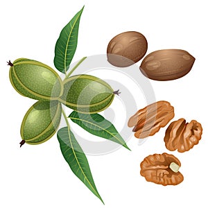 Pecan plant, nuts and peeled kernels