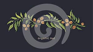 Pecan plant Vector color illustration Organic food