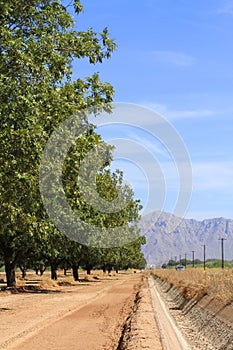 Arizona: Pecan Grove in a Desert