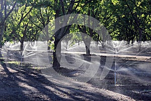 Pecan Tree Irrigation