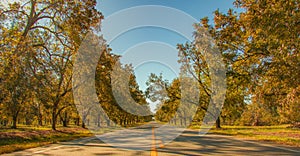 Pecan Tree Lined Roadway in Georgia