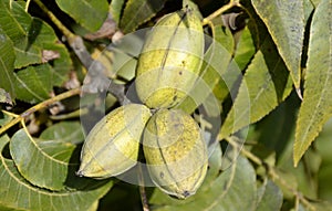 Pecan tree nuts