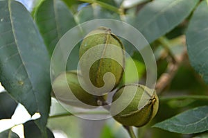 Pecans growing on a pecan tree