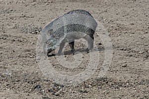 Pecari or javelina or skunk pigs in the Parque Zoologico Lecoq in the capital of Montevideo in Uruguay. photo