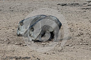 Pecari or javelina or skunk pigs in the Parque Zoologico Lecoq in the capital of Montevideo in Uruguay. photo