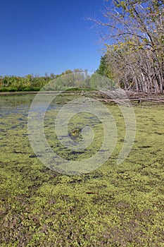 Pecatonia Wetlands Forest Preserve photo