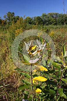 Pecatonica Wetlands - Illinois