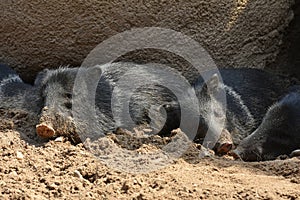 Peccaries lie in the shade and hold a nap