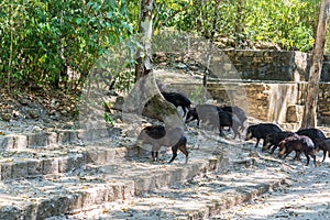 Peccaries and Mayan Ruins