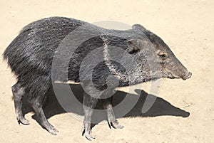 Peccary