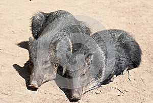 Peccary