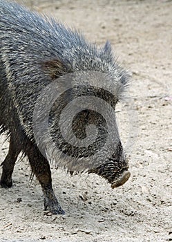 Peccary