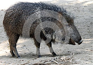 Peccary