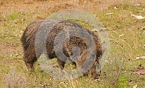 Peccary