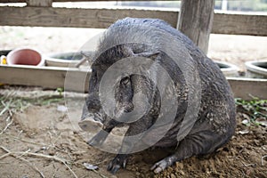 A Peccary