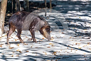 Peccary in Mexico