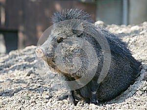 Peccary waking up