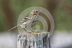 PECHORA PIPIT sitting on a wooden pole in a summer day in the tu