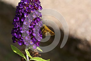 Peck`s Skipper   814198 photo