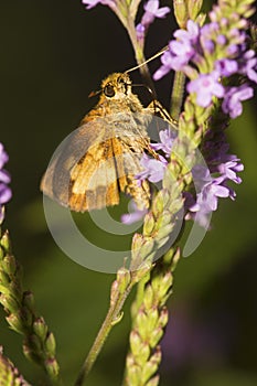 Peck`s skipper butterfly on blue vervain flowers in New Hampshir