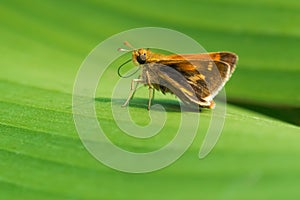 Peck`s Skipper Butterfly - Polites peckius