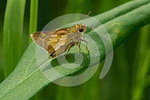 Peck`s Skipper Butterfly - Polites peckius