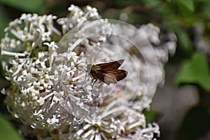 Peck`s Skipper eating on lilac photo