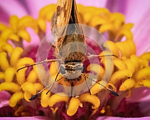 A Peck\'s Skipper Butterfly (Polites peckius) feeding on a pink zinnia flower. photo