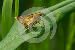 Peck`s Skipper Butterfly - Polites peckius photo