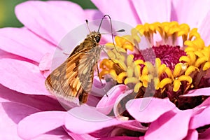 A Peck\'s skipper Butterfly (Polites peckius) on a pink zinnia flower. Long Island, New York, USA. photo