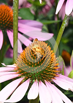 A Peck`s Skipper butterfly, polites peckius, on a purple coneflower photo