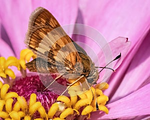 A Peck\'s skipper Butterfly (Polites peckius) using its long tongue to drink from a pink zinnia flower. L photo