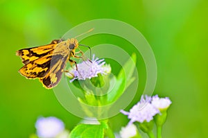 Peck's Skipper (Polites peckius) photo